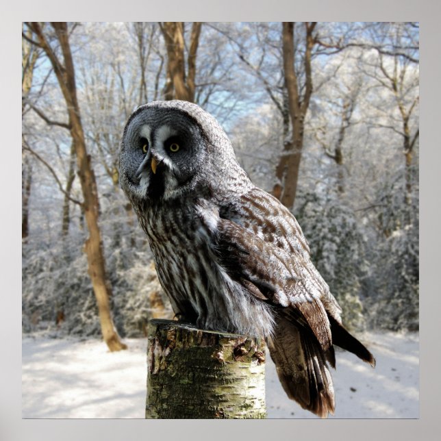 grey-owl-snow-forest poster (Front)