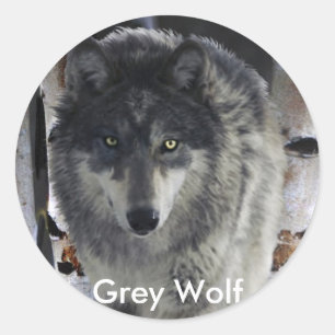 GREY PACK WOLF Collection Classic Round Sticker