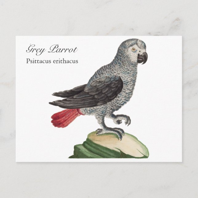 Grey Parrot - Psittacus erithacus Postcard (Front)