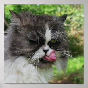 grey persian cat looks funny, grim poster