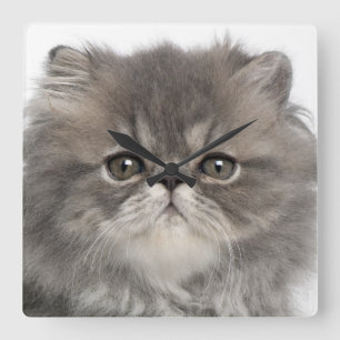 Grey Persian Kitten Square Wall Clock
