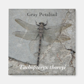 Grey Petaltail Nature Photography Magnet