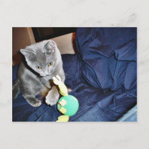 Grey Playing Cat At Home Postcard