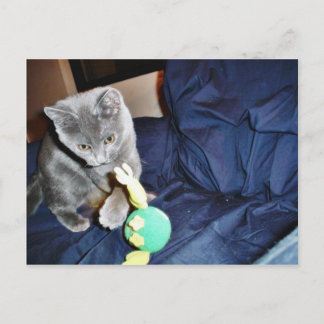 Grey Playing Cat At Home Postcard