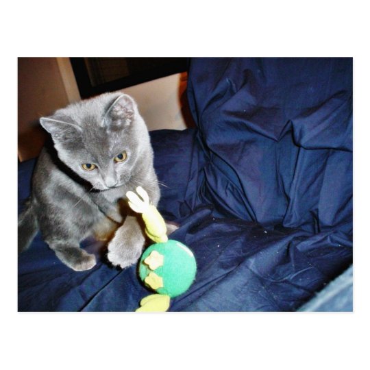 Grey Playing Cat At Home Postcard