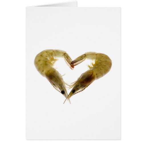 Image of Grey prawns in love