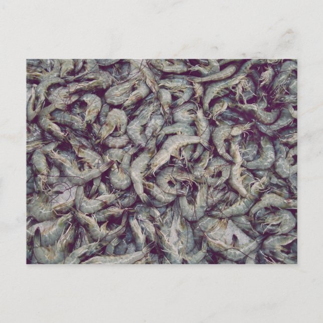 Grey Prawns Postcard (Front)