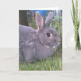 Grey rabbit greetings card. Range of occasions. Card