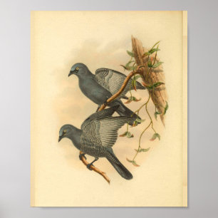 Grey Ramseys Cuckoo Shrike Bird Vintage Print