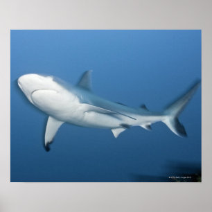 Grey reef shark (Carcharhinus amblyrhynchos) Poster