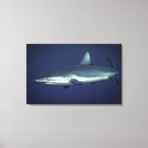 Grey Reef Shark in Yap Micronesia Canvas Print