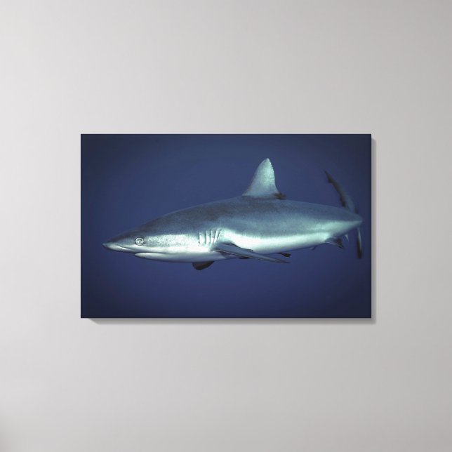 Grey Reef Shark in Yap Micronesia Canvas Print (Front)