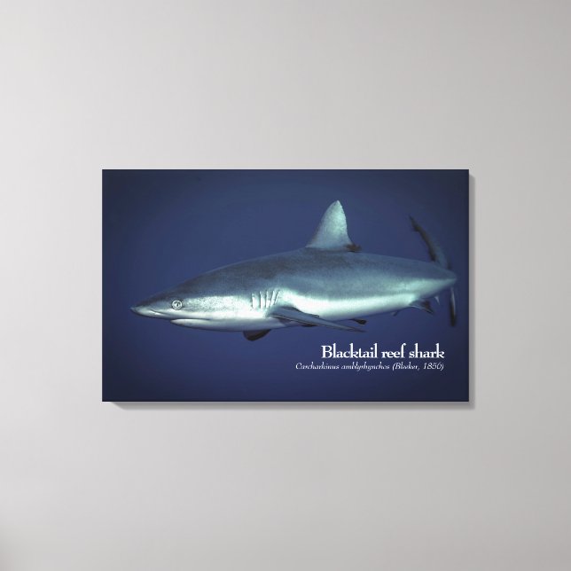 Grey Reef Shark in Yap Micronesia Canvas Print (Front)
