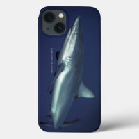Grey Reef Shark in Yap Micronesia