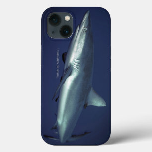 Grey Reef Shark in Yap Micronesia iPhone 13 Case