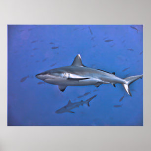 Grey Reef Shark Poster