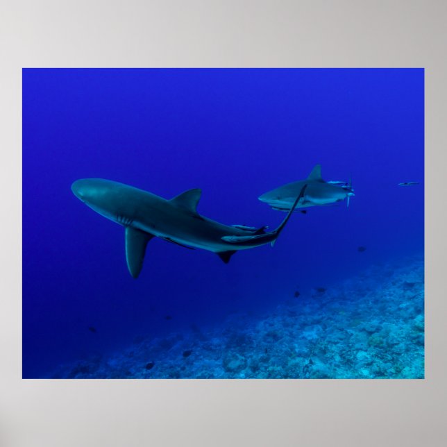 Grey Reef Shark Poster (Front)