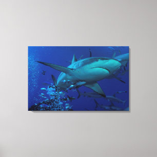 Grey Reef Shark Wrapped Canvas
