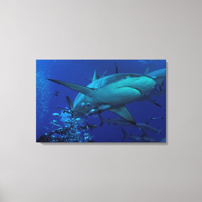 Grey Reef Shark Wrapped Canvas (Front)
