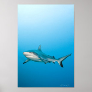 Grey reef sharks (Carcharhinus amblyrhnchos) Poster