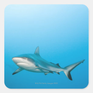 Grey reef sharks (Carcharhinus amblyrhnchos) Square Sticker
