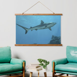 Grey Reefshark at coral reef of Yap Island    Hanging Tapestry