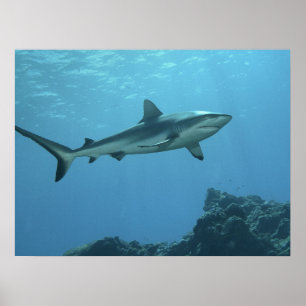 Grey Reefshark at coral reef of Yap Island Poster