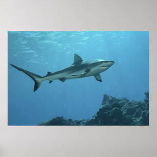 Grey Reefshark at coral reef of Yap Island    Poster