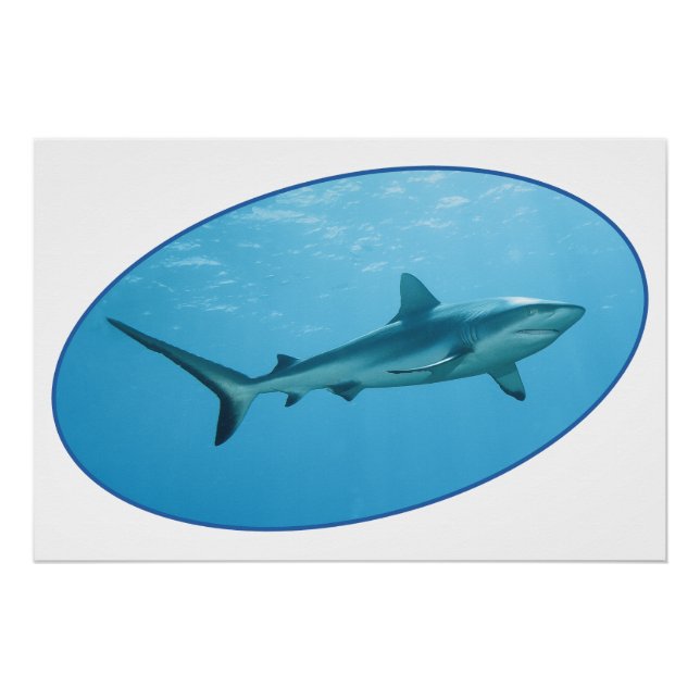 Grey Reefshark, Yap Island - Photographic design | Poster (Front)