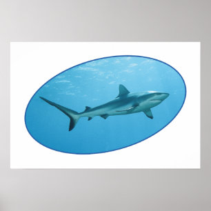 Grey Reefshark, Yap Island - Photographic design Poster