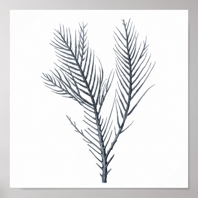 Grey Sea coral wall art print # 9 Beach decor (Front)
