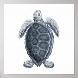 Grey Sea Turtle Sealife Group12A print #7