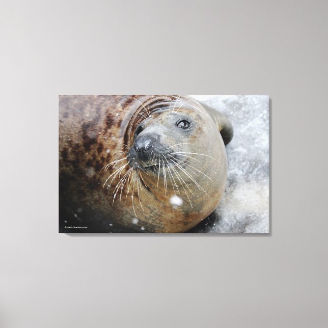 Grey Seal on Ice Canvas Print (Front)