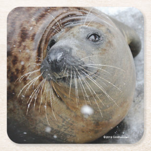 Grey Seal on Ice Square Paper Coaster
