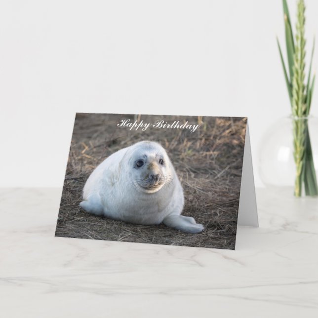 Grey Seal pup Birthday Card (Front)