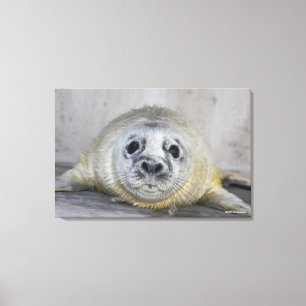 Grey Seal Pup Canvas Print