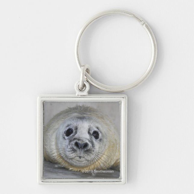 Grey Seal Pup Key Ring (Front)