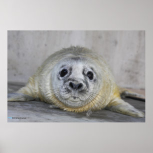 Grey Seal Pup Poster