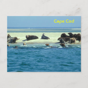 Grey Seals Monomoy, Cape Cod Postcard