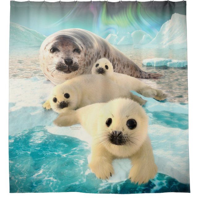 Grey Seals Shower Curtain (Front)