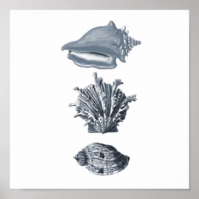 Grey seashells beach decor print #8 (Front)