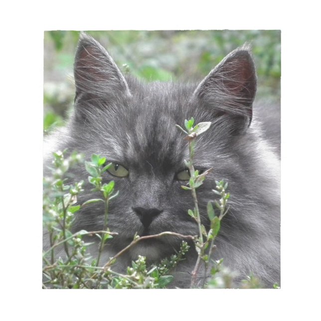 Grey Siberian Kitten Notepad (Front)