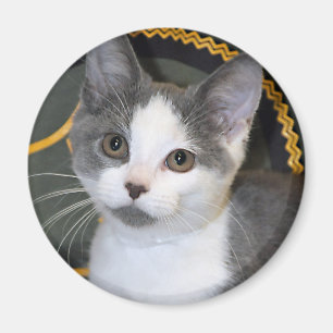 Grey/Silver/Grey and White Kitten Magnets
