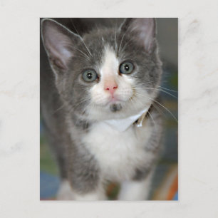 Grey/Silver/Grey and White Kitten Postcards