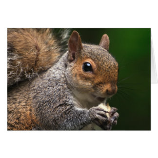 Grey Squirrel