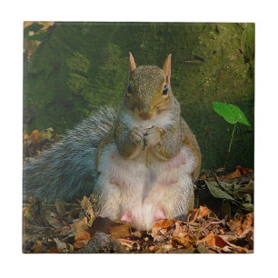 Grey Squirrel 01 Tile