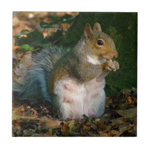 Grey Squirrel 02 Tile
