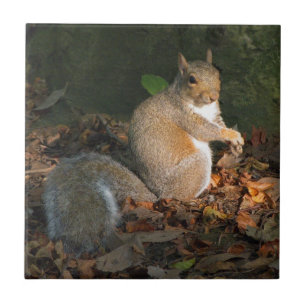 Grey Squirrel 03 Tile