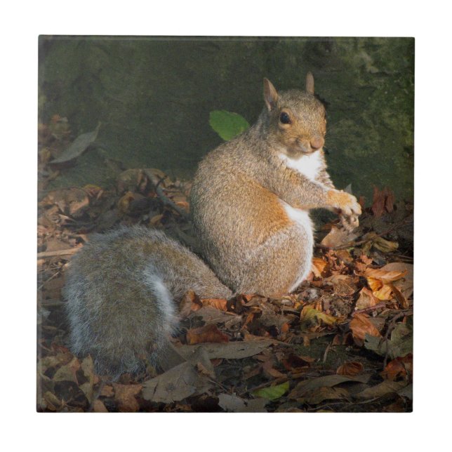 Grey Squirrel 03 Tile (Front)