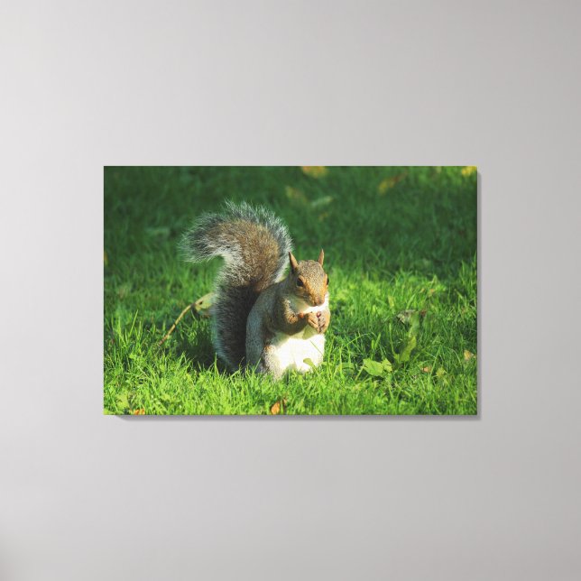 Grey Squirrel, Bute Park, Cardiff Canvas Print (Front)